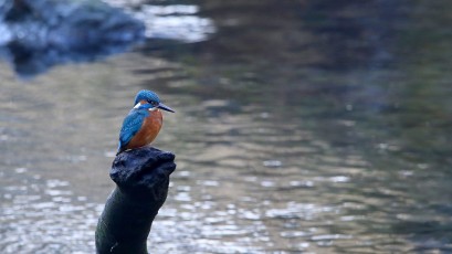 Eisvogel (Alcedo atthis)
