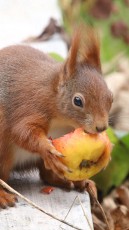 Eichhörnchen (Sciurus)