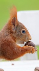 Eichhörnchen (Sciurus)