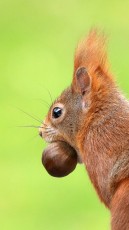 Eichhörnchen (Sciurus)