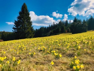 Narzissenblüte in der Eifel