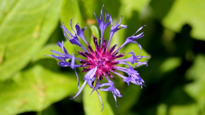 Berg Flockenblume (Centaurea montana)