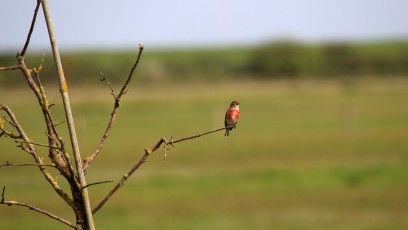 Bluthänfling (Linaria cannabina, Syn.: Carduelis cannabina)