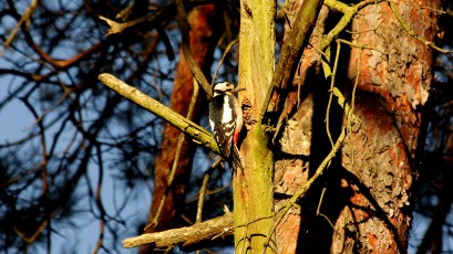 Buntspecht (Dendrocopos major, Syn.: Picoides major)