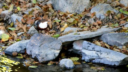 Wasseramsel (Cinclus cinclus)
