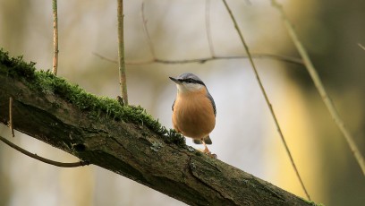 Kleiber (Sitta europaea)