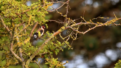 Stieglitz (Carduelis carduelis), auch Distelfink