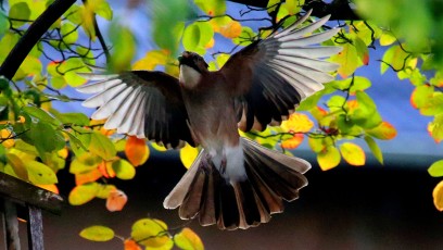 Eichelhäher (Garrulus glandarius)