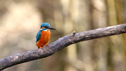 Eisvogel (Alcedo atthis)
