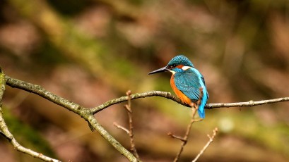 Eisvogel (Alcedo atthis)