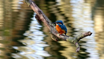 Eisvogel (Alcedo atthis)