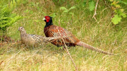 Fasan (Phasianus colchicus; Plural Fasane oder Fasanen)