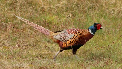 Fasan (Phasianus colchicus)