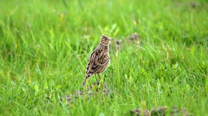 Feldlerche (Alauda arvensis)