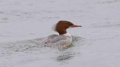 Gänsesäger (Mergus merganser) weibchen