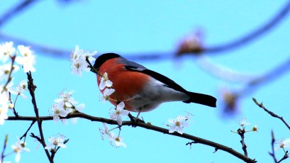 Gimpel (Pyrrhula pyrrhula), auch Dompfaff oder seltener Blutfink