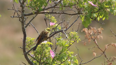 Goldammer (Emberiza citrinella)