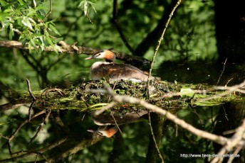 Haubentaucher (Podiceps cristatus)