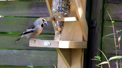 Kernbeißer (Coccothraustes coccothraustes)