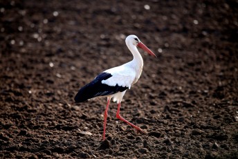 Weißstorch (Ciconia ciconia), auch Klapperstorch[