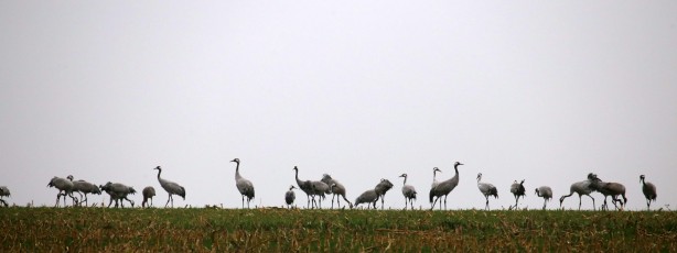 Kranich (Grus grus), auch Grauer Kranich