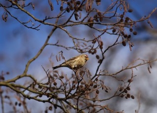 Birkenzeisig (Acanthis flammea, Syn.: Carduelis flammea), früher auch Leinfink