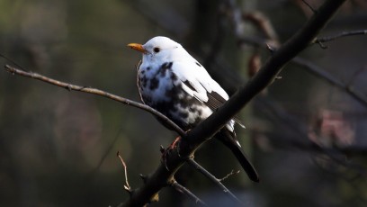 leuzistische Amsel (Turdus merula)