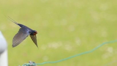 Rauchschwalbe (Hirundo rustica)