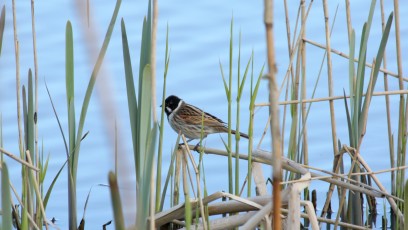 Rohrammer (Emberiza schoeniclus), auch Rohrspatz