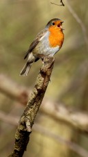 Rotkehlchen (Erithacus rubecula)