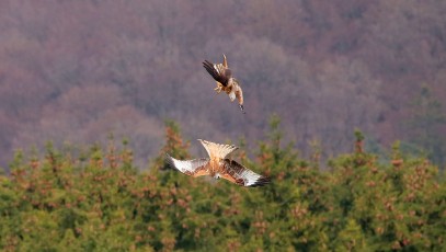 Rotmilan (Milvus milvus)