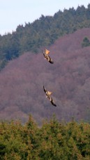 Rotmilan (Milvus milvus)