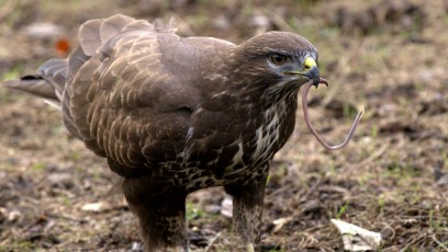 Bussarde (Buteo)