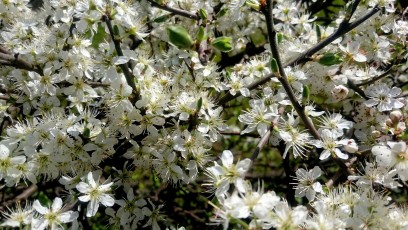 Schlehdornbluete (Prunus Spinosa)