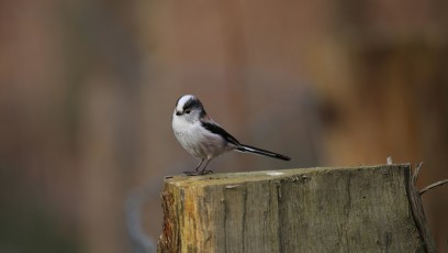 Schwanzmeise (Aegithalos caudatus)