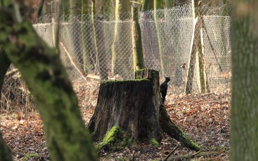 Schwarzspecht (Dryocopus martius)