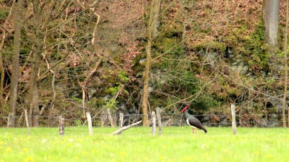 Schwarzstorch (Ciconia nigra)