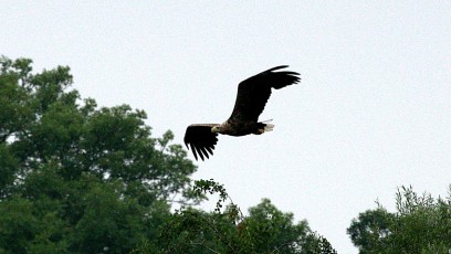 Seeadler (Haliaeetus albicilla)