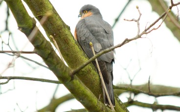 Sperber (Accipiter nisus)