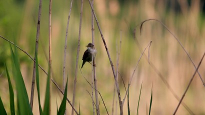 Sumpfrohrsänger (Acrocephalus palustris)