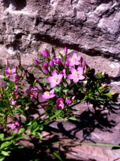 Tausendgueldenkraut (Centaurium)