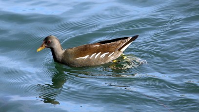 Teichralle (Gallinula chloropus), auch Teichhuhn