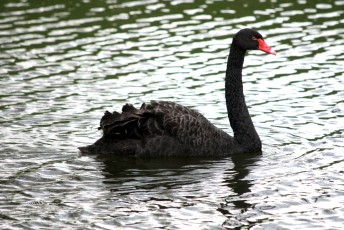 rauerschwan (Cygnus atratus) oder Schwarzschwan