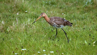 Uferschnepfe (Limosa limosa)