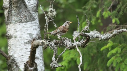 Wacholderdrossel (Turdus pilaris)