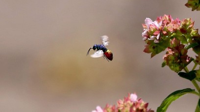 Gemeine Goldwespe oder Feuer-Goldwespe (Chrysis ignita) ca. 4mm