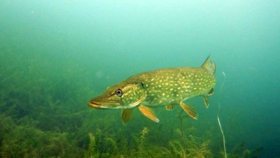 Hecht (Esox lucius)