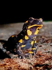 Feuersalamander (Salamandra salamandra) Mülheim Mintard