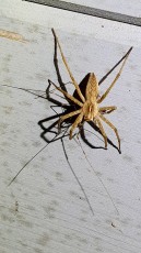 Listspinne (Pisaura mirabilis)