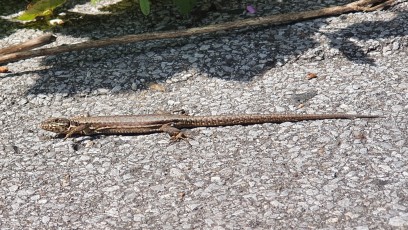 Mauereidechse (Podarcis muralis) im Innenhafen Duisburg